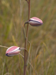 Thelymitra ixioides
