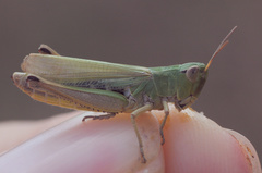 Pseudochorthippus parallelus parallelus