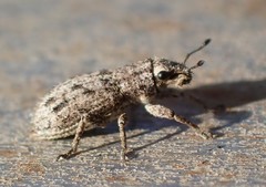 Floresianus sordidus