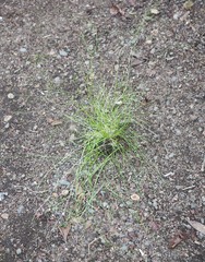 Poa imbecilla