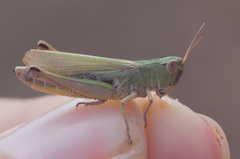 Pseudochorthippus parallelus parallelus