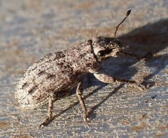 Floresianus sordidus