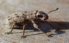 Floresianus sordidus