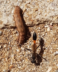 Ammophila sabulosa