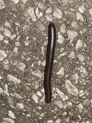 Narceus americanus