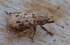 Floresianus sordidus