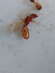 Pheidole cerebrosior