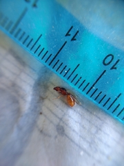 Pheidole cerebrosior