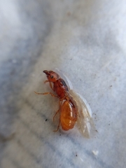 Pheidole cerebrosior
