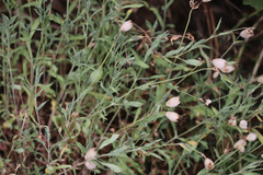 Silene uniflora