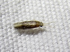 Orthotrichia