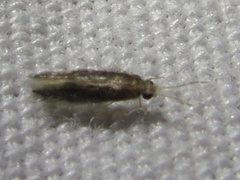 Orthotrichia