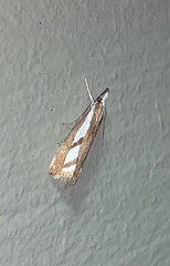 Catoptria latiradiellus