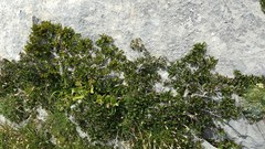 Rhamnus pumila