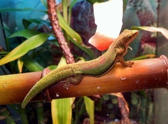 Phelsuma