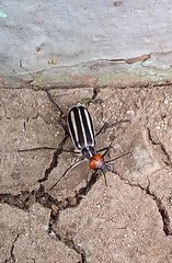 Epicauta erythrocephala