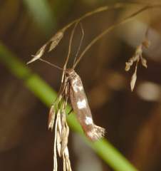 Scythris scopolella
