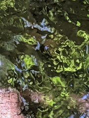 Pacifastacus leniusculus