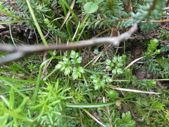 Coptis aspleniifolia