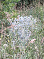Eryngium planum