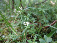 Galium echinocarpum