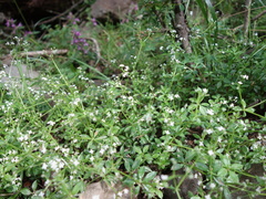 Galium echinocarpum