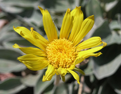 Enceliopsis nudicaulis