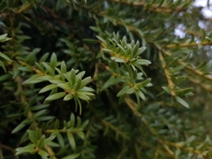 Podocarpus laetus × Podocarpus nivalis
