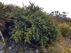 Podocarpus laetus × Podocarpus nivalis