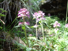 Pedicularis refracta transmorrisonensis