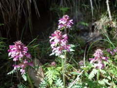 Pedicularis refracta transmorrisonensis