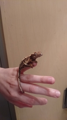 Correlophus ciliatus