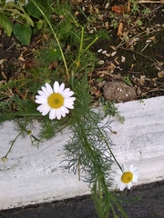 Tripleurospermum inodorum
