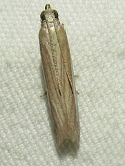 Anderida peorinella