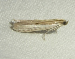 Anderida peorinella