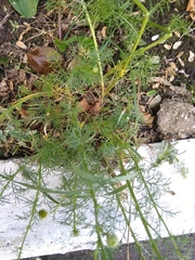 Tripleurospermum inodorum