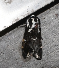 Hypercompe andromela