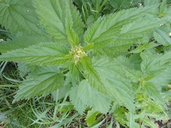 Urtica dioica