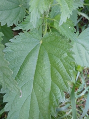 Urtica dioica