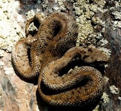 Montivipera raddei