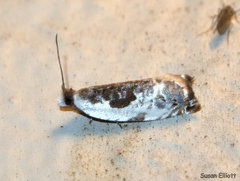Ancylis nubeculana