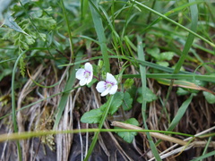 Veronica oligosperma