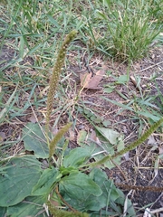 Plantago major