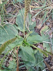 Plantago major