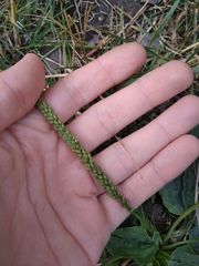 Plantago major