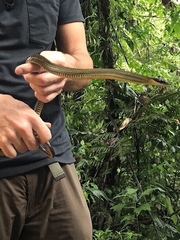 Dendrophidion clarkii