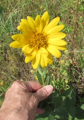 Silphium gracile
