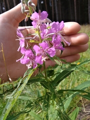Chamaenerion angustifolium