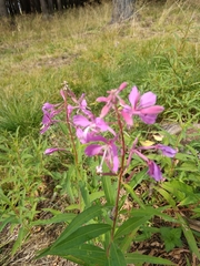 Chamaenerion angustifolium