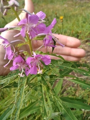 Chamaenerion angustifolium